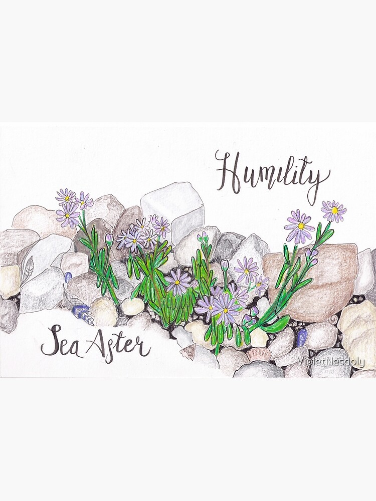 Sea Aster - Humility by VioletNesdoly