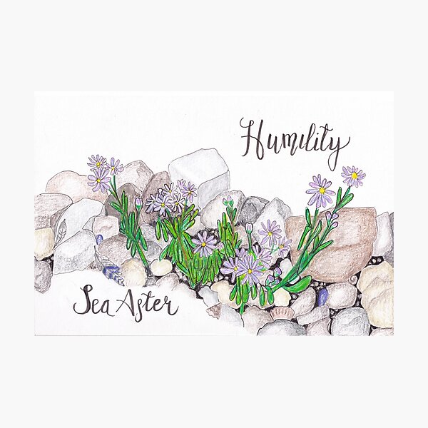 Sea Aster - Humility Photographic Print