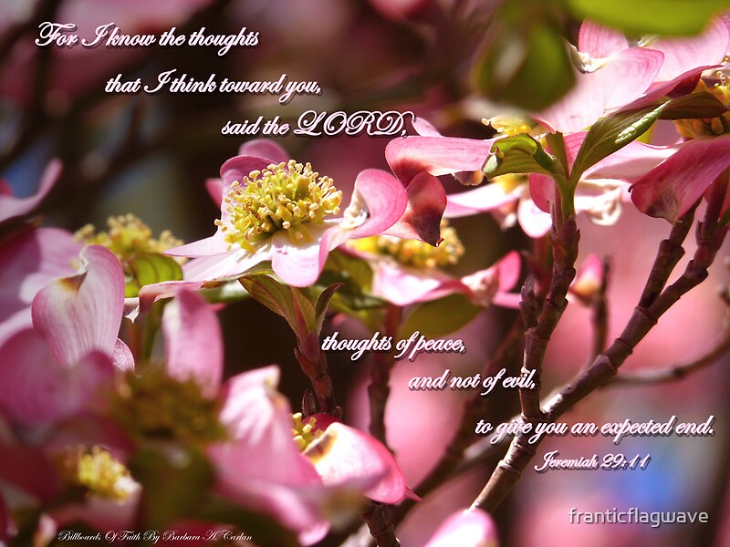 "Dogwood BlossomsJeremiah 2911" by franticflagwave Redbubble