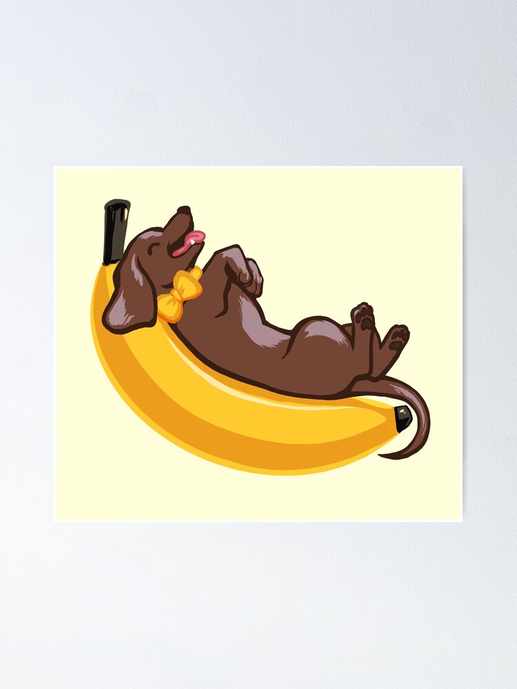 Dachshund eating hot sale banana