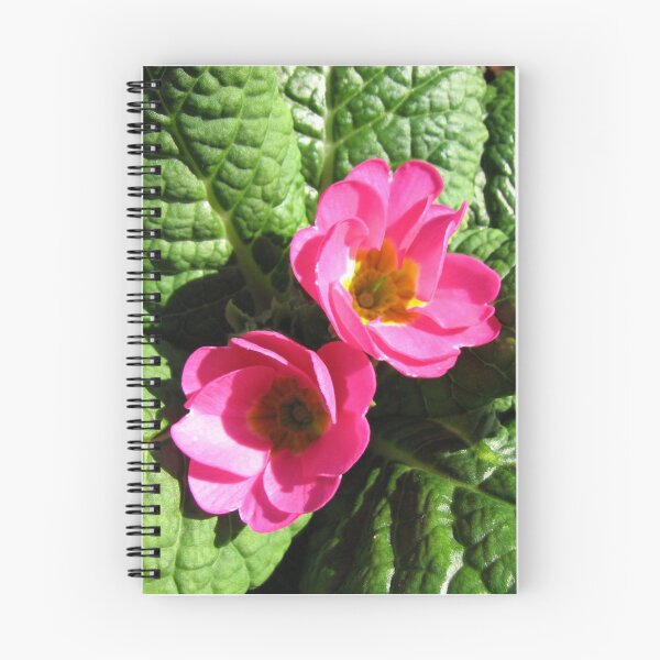Item preview, Sunkissed Pink Primroses  designed and sold by BlueMoonRose.