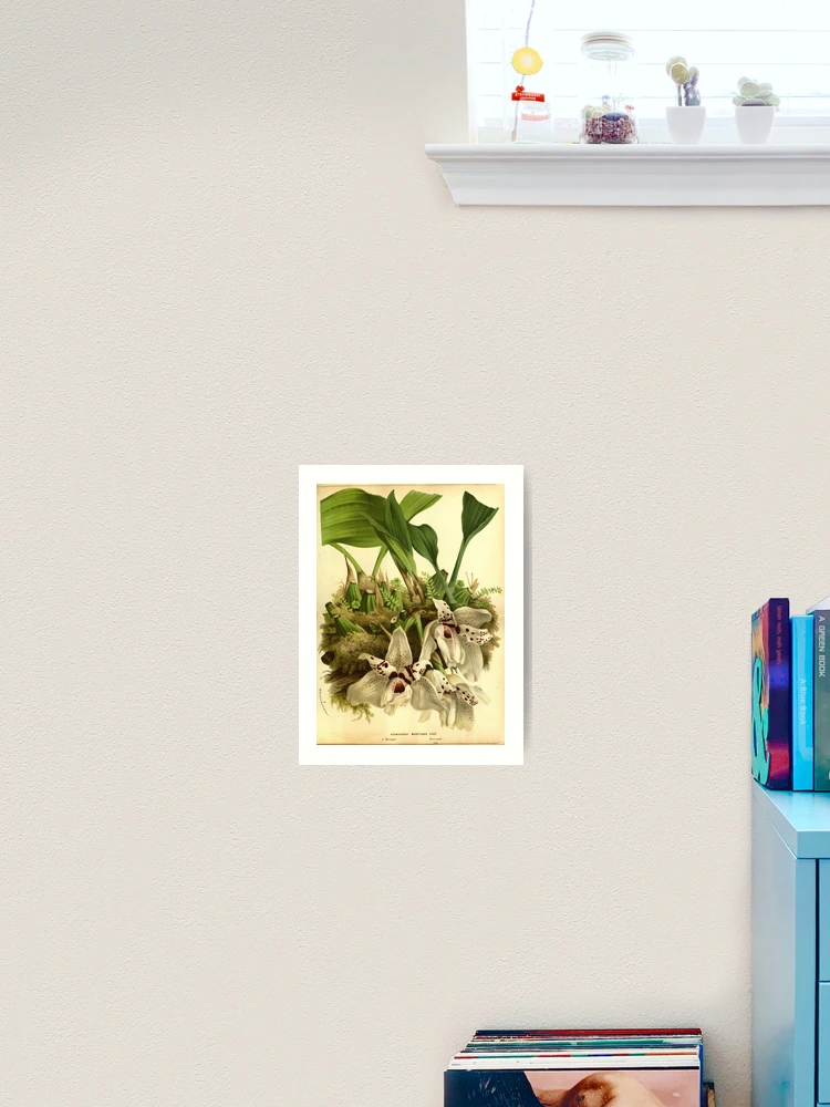 Thumbnail 2 von 3, Kunstdruck, Flore des serres et des... designt und verkauft von Rodeoclash.