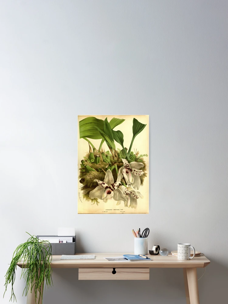 Imagen 2 de 3, Póster con la obra Flore des serres et des..., diseñada y vendida por Rodeoclash.