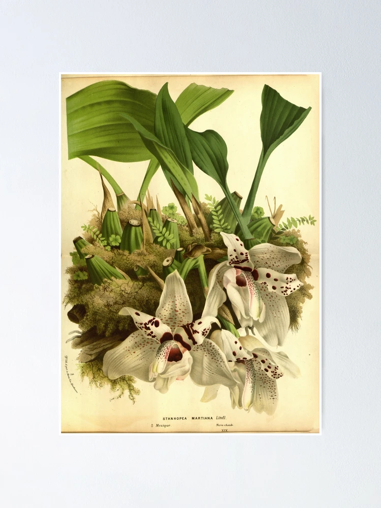 Imagen 1 de 3, Póster con la obra Flore des serres et des..., diseñada y vendida por Rodeoclash.