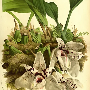 Vorschaubild zum Design Flore des serres et des... von Rodeoclash
