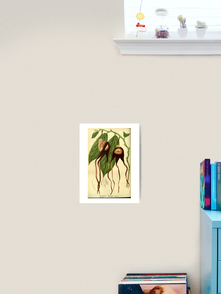 Thumbnail 2 von 3, Kunstdruck, Flore des serres et des... designt und verkauft von Rodeoclash.