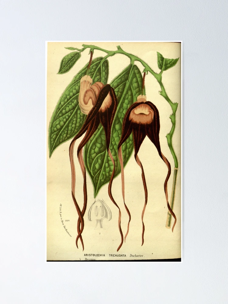 Thumbnail 1 von 3, Poster, Flore des serres et des... designt und verkauft von Rodeoclash.