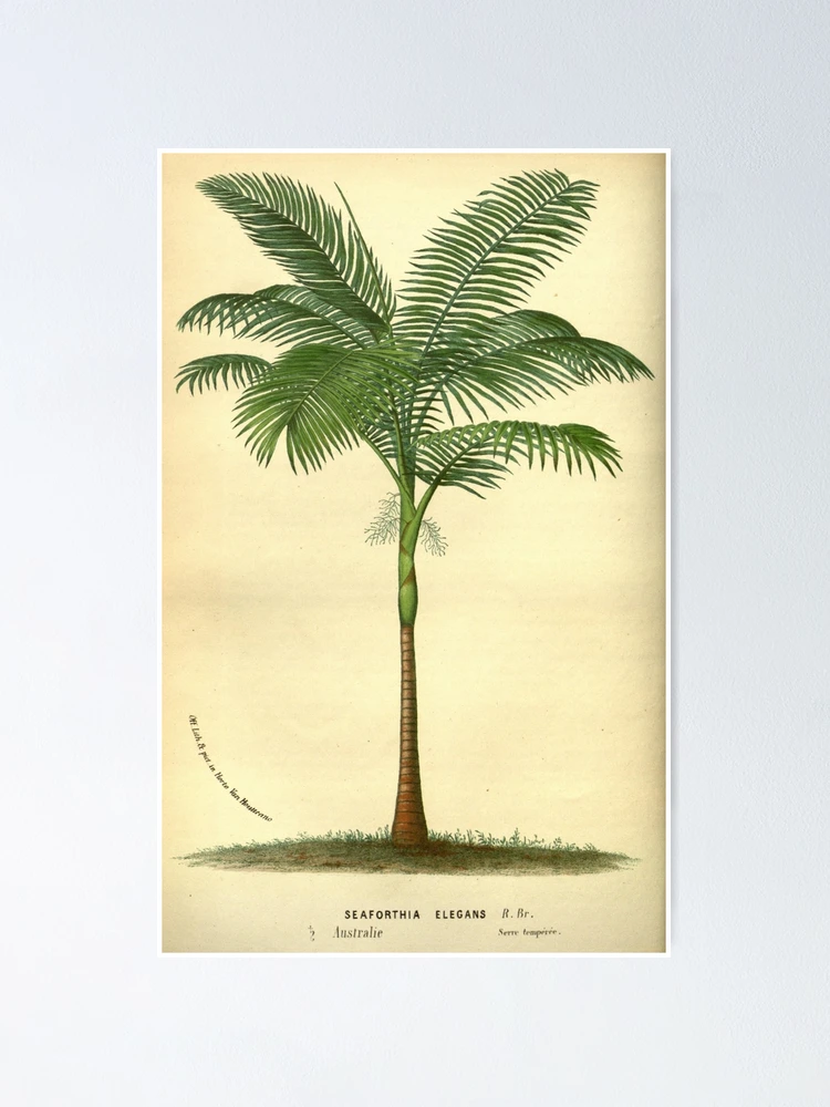 Thumbnail 1 von 3, Poster, Flore des serres et des... designt und verkauft von Rodeoclash.