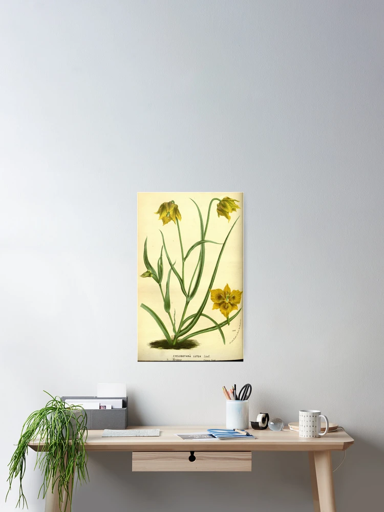 Thumbnail 2 von 3, Poster, Flore des serres et des... designt und verkauft von Rodeoclash.