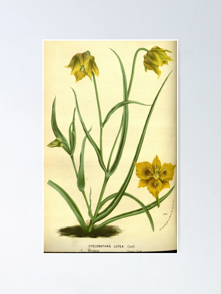 Thumbnail 1 von 3, Poster, Flore des serres et des... designt und verkauft von Rodeoclash.