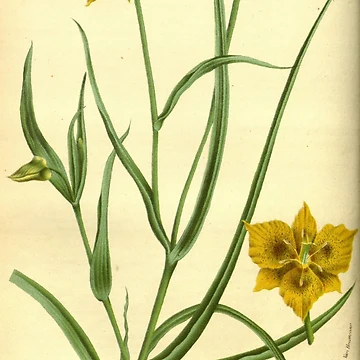 Vorschaubild zum Design Flore des serres et des... von Rodeoclash