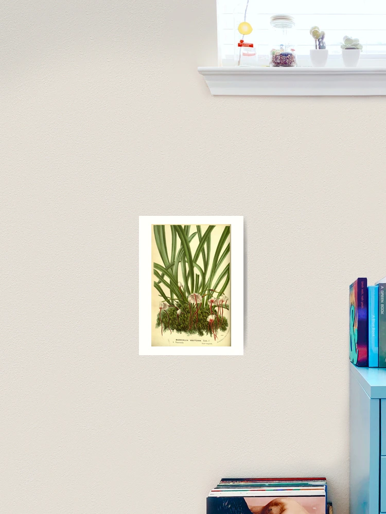 Thumbnail 2 von 3, Kunstdruck, Flore des serres et des... designt und verkauft von Rodeoclash.
