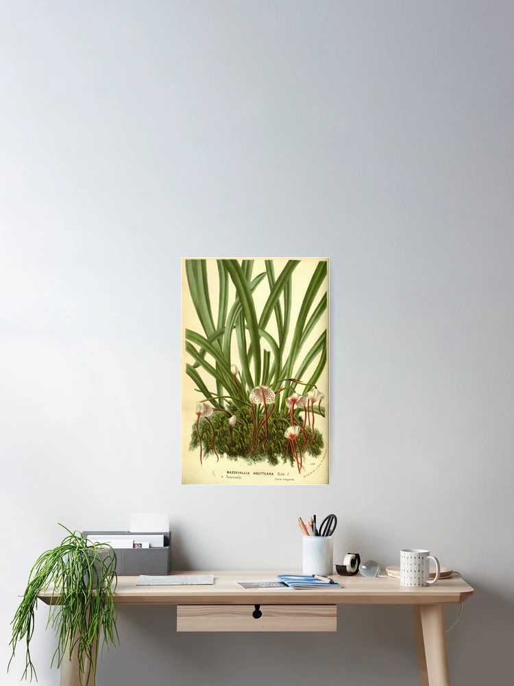 Imagen 2 de 3, Póster con la obra Flore des serres et des..., diseñada y vendida por Rodeoclash.