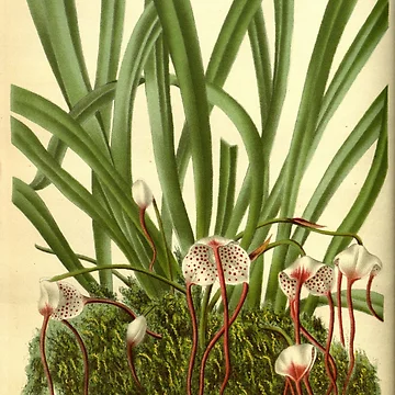 Imagen de la obra Flore des serres et des... de Rodeoclash