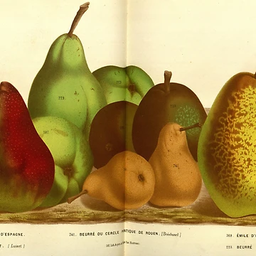 Imagen de la obra Flore des serres et des... de Rodeoclash