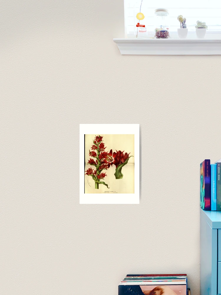 Thumbnail 2 von 3, Kunstdruck, Flore des serres et des... designt und verkauft von Rodeoclash.