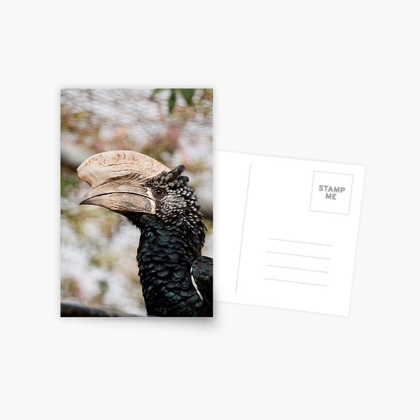 Item preview, Trumpeter Hornbill designed and sold by Mauro Rodrigues.