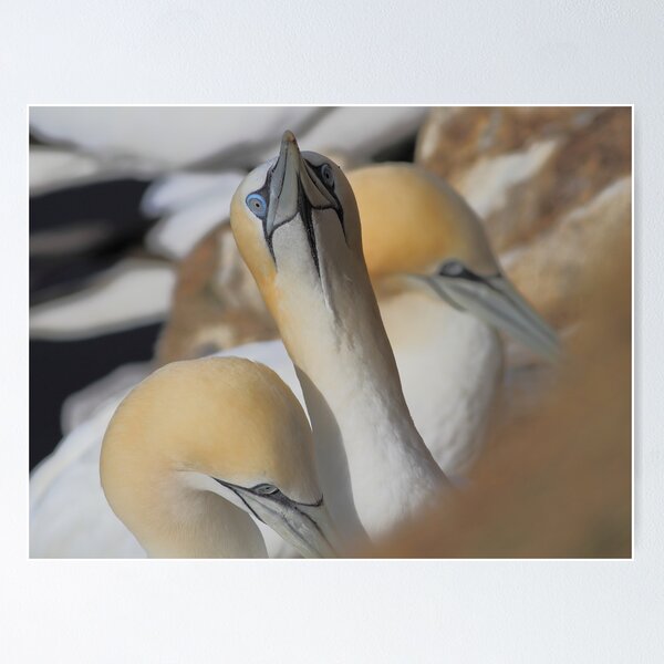 Item preview, Gannets designed and sold by johnritchie.