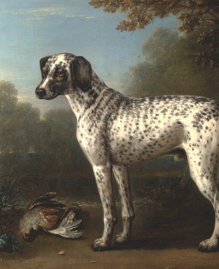 spotted hound