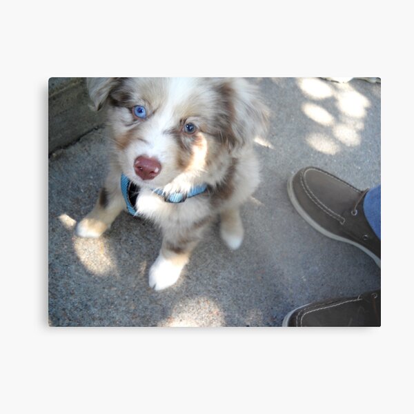 Bi-Color Puppy in the Park Metal Print