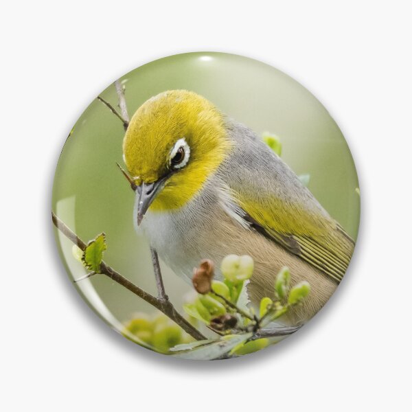Item preview, Silver-eye designed and sold by Glenn-Smith.