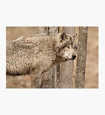 Wolf in Camo Photographic Print