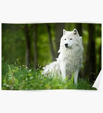 Arctic Wolf Shedding Winter Coat Poster