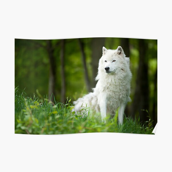 Arctic Wolf Shedding Winter Coat Poster
