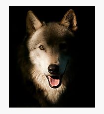 Timber Wolf Portrait Photographic Print