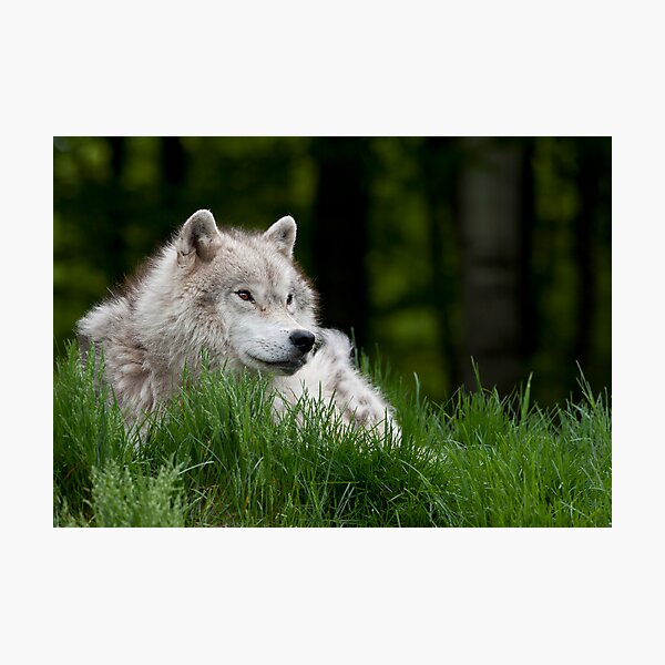 Arctic Wolf in Spring Photographic Print