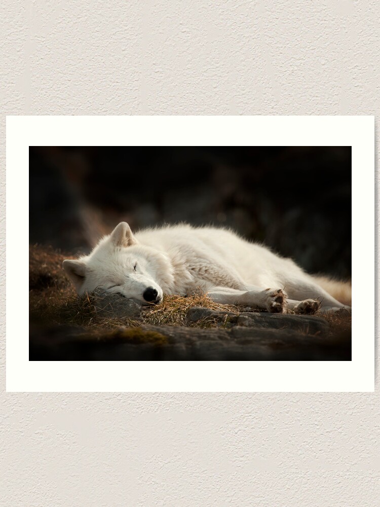 Tranquilty of the Arctic Wolf Art Print - Main Image