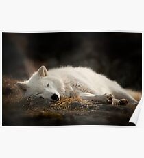 Tranquilty of the Arctic Wolf Poster