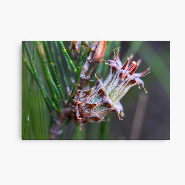 Item preview, Cylindrococcus spiniferus/Allocasuarina littoralis gall. designed and sold by andrachne.