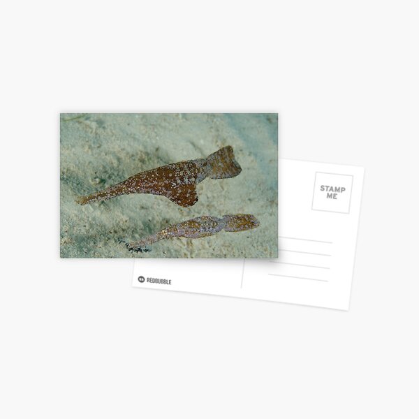 Robust ghostpipefish - Solenostomus cyanopterus Postcard