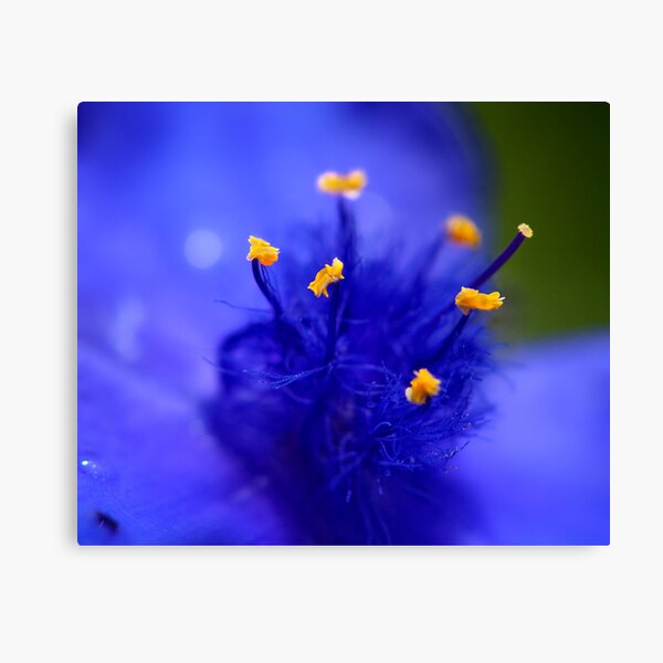 Item preview, The blue designed and sold by THHoang.