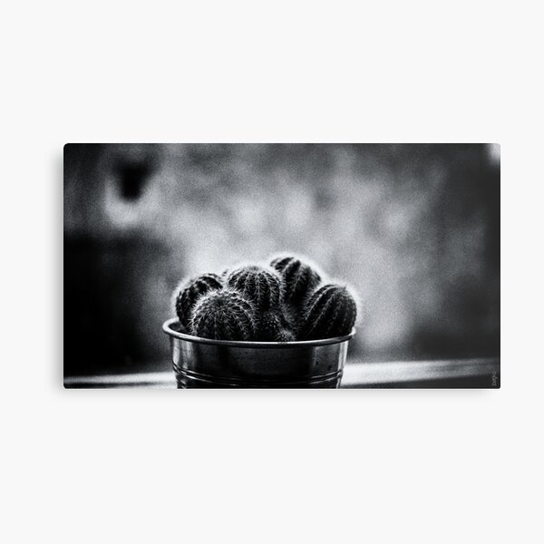 Download Schoene sprueche kaktus For Free Schoene Sprueche Kaktus