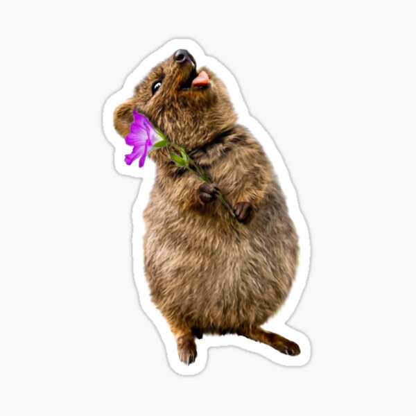 Quokka Sticker