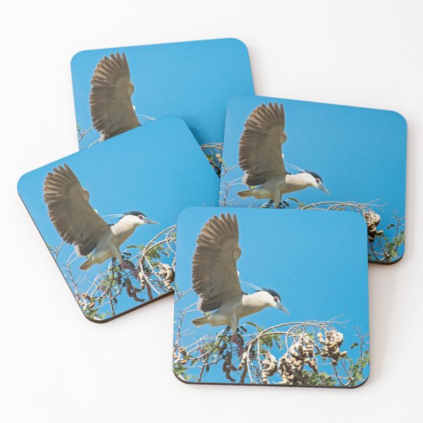 Item preview, Black Crowned Night Heron (3) designed and sold by DonMc.