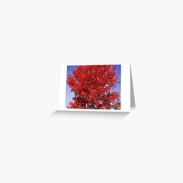 Item preview, Sugar Maple designed and sold by DBGuinn.