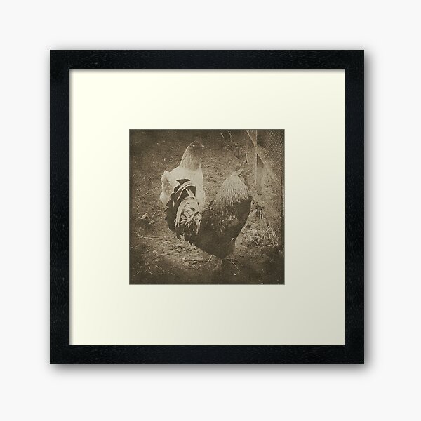 Cockrel Framed Art Print