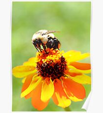 Bee on a Flower Poster