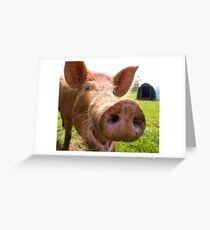 A happy Tamworth pig Greeting Card