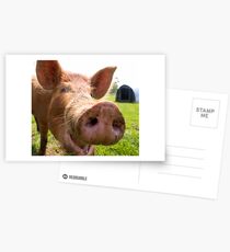 A happy Tamworth pig Postcards