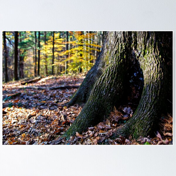 Item preview, At the Old Oak designed and sold by jimcrotty.