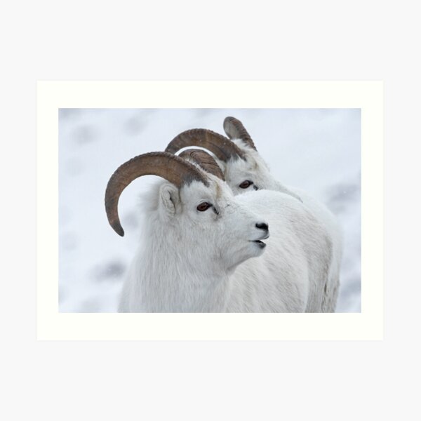 A Sheepish Smile Art Print