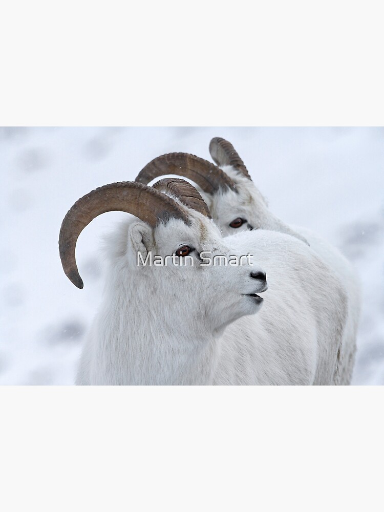 A Sheepish Smile by MartinSmart