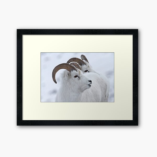 A Sheepish Smile Framed Art Print
