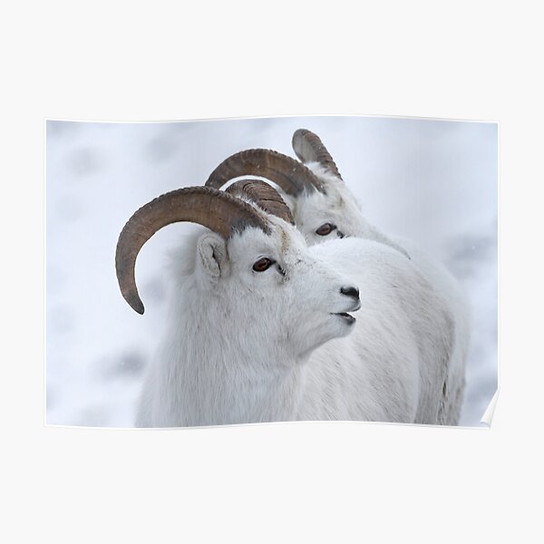 A Sheepish Smile Poster