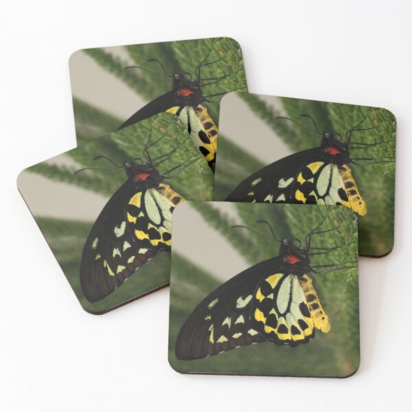 Item preview, Queen Alexandra's birdwing designed and sold by rootedrender.