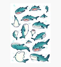 whale sharks! Photographic Print
